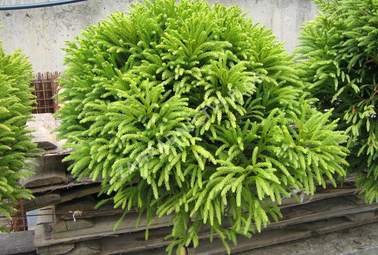 Kryptomérie japonská 'Globosa Nana' - Cryptomeria japonica 'Globosa Nana'