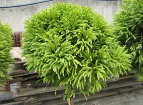Kryptomérie japonská 'Globosa Nana' - Cryptomeria japonica 'Globosa Nana'