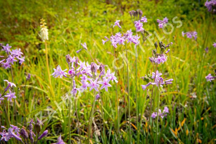 Tulbagie, česnek pokojový 'Green Blue' - Tulbaghia violacea 'Green Blue'