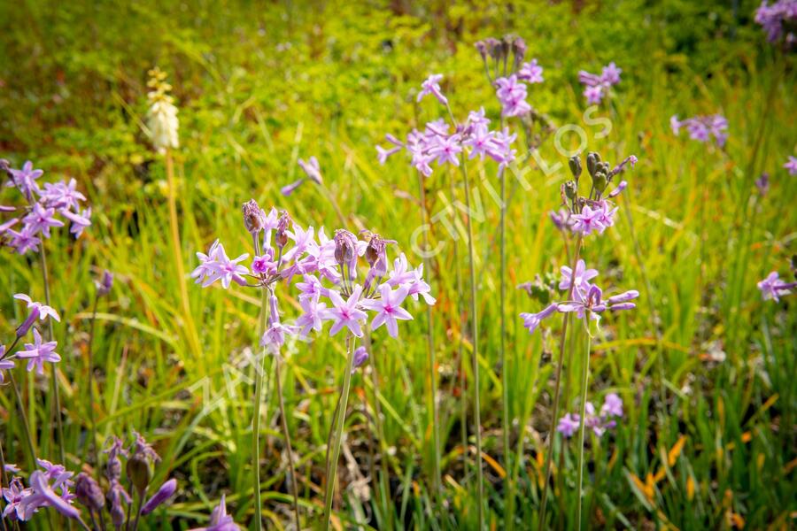 Tulbagie, česnek pokojový 'Green Blue' - Tulbaghia violacea 'Green Blue'