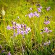 Tulbagie, česnek pokojový 'Green Blue' - Tulbaghia violacea 'Green Blue'