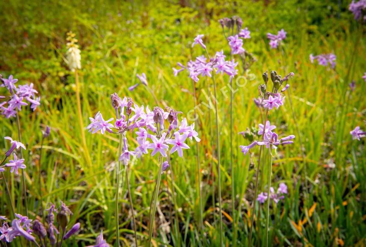 Tulbagie, česnek pokojový 'Green Blue' - Tulbaghia violacea 'Green Blue'