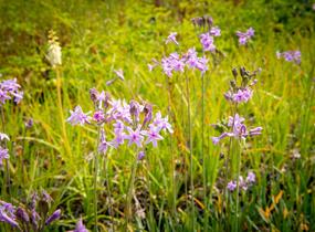 Tulbagie, česnek pokojový 'Green Blue' - Tulbaghia violacea 'Green Blue'