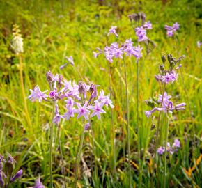 Tulbagie, česnek pokojový 'Green Blue' - Tulbaghia violacea 'Green Blue'