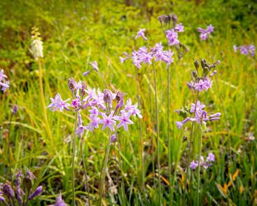 Tulbagie, česnek pokojový 'Green Blue'