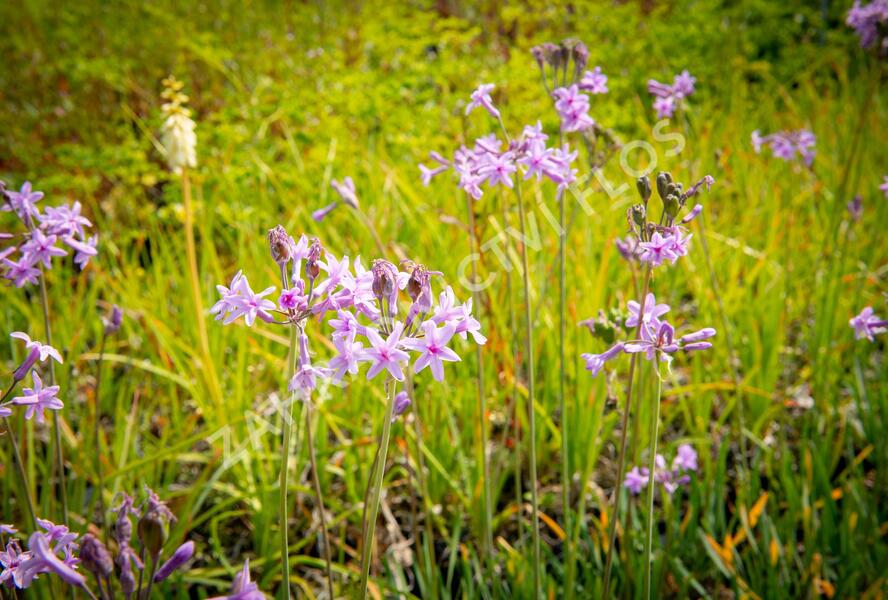 Tulbagie, česnek pokojový 'Green Blue' - Tulbaghia violacea 'Green Blue'