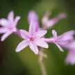 Tulbagie, česnek pokojový 'Green Blue' - Tulbaghia violacea 'Green Blue'