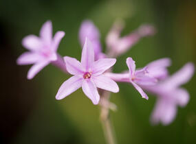 Tulbagie, česnek pokojový 'Green Blue' - Tulbaghia violacea 'Green Blue'