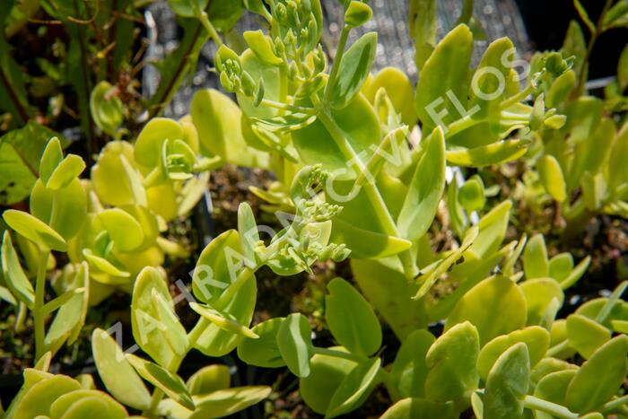 Rozchodník nádherný 'Brilliant' - Sedum spectabile 'Brilliant'