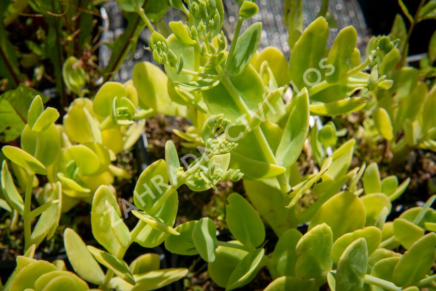 Rozchodník nádherný 'Brilliant' - Sedum spectabile 'Brilliant'