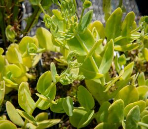 Rozchodník nádherný 'Brilliant' - Sedum spectabile 'Brilliant'