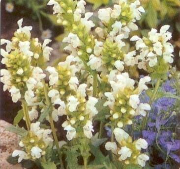 Černohlávek velkokvětý 'Alba' - Prunella grandiflora 'Alba'