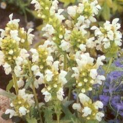 Černohlávek velkokvětý 'Alba' - Prunella grandiflora 'Alba'