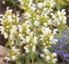 Černohlávek velkokvětý 'Alba' - Prunella grandiflora 'Alba'