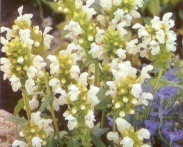 Černohlávek velkokvětý 'Alba'