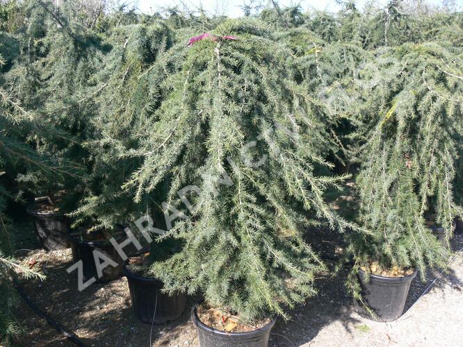 Cedr himalájský 'Pendula' - Cedrus deodara 'Pendula'