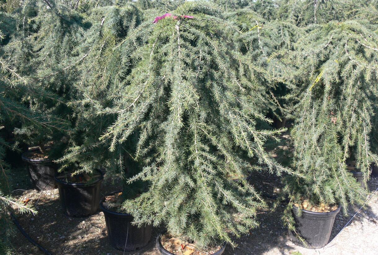 Cedr himalájský 'Pendula' - Cedrus deodara 'Pendula'