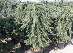 Cedr himalájský 'Pendula' - Cedrus deodara 'Pendula'