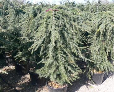 Cedr himalájský 'Pendula'