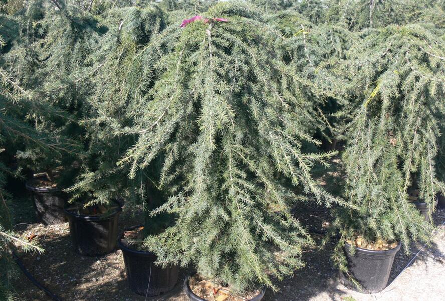 Cedr himalájský 'Pendula' - Cedrus deodara 'Pendula'