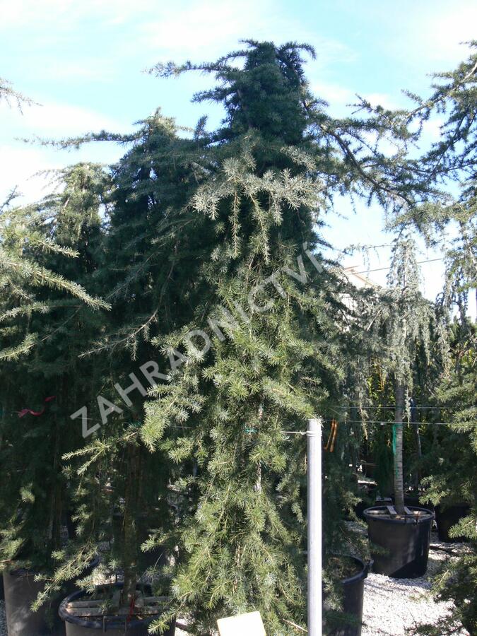 Cedr himalájský 'Pendula' - Cedrus deodara 'Pendula'