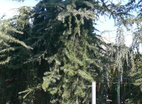 Cedr himalájský 'Pendula' - Cedrus deodara 'Pendula'