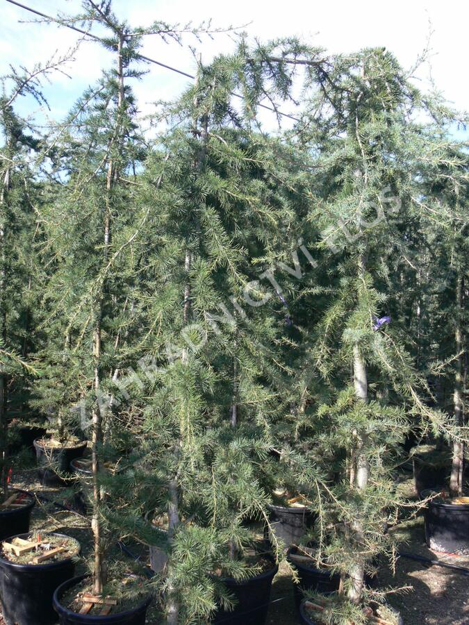Cedr himalájský 'Pendula' - Cedrus deodara 'Pendula'