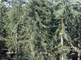 Cedr himalájský 'Pendula' - Cedrus deodara 'Pendula'