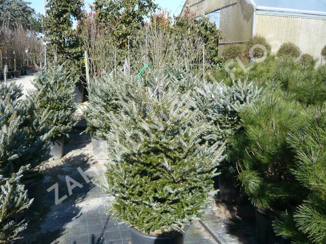 Jedle korejská 'Silberlocke' - Abies koreana 'Silberlocke'