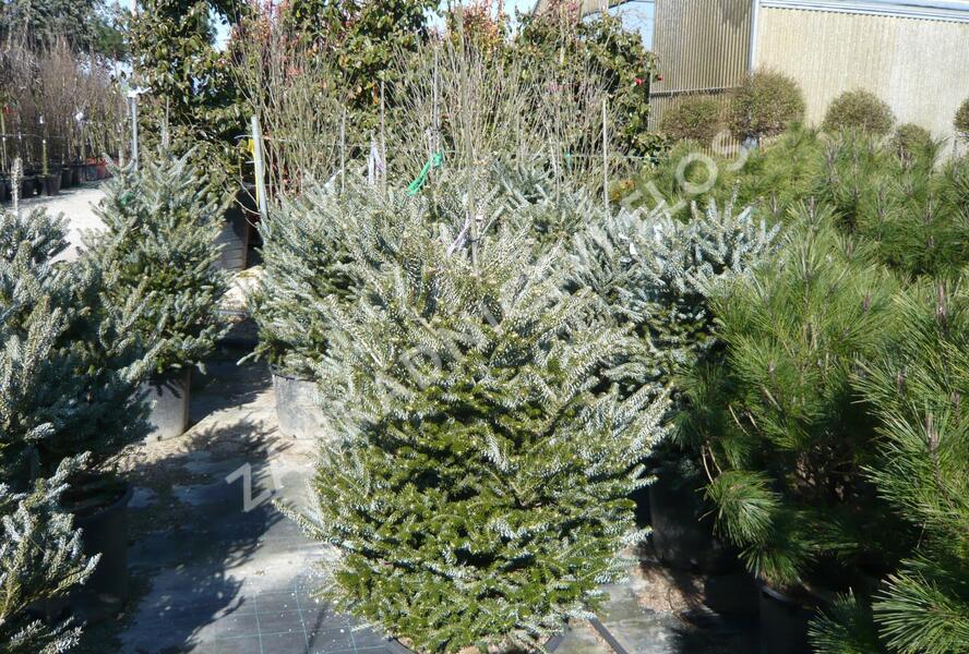 Jedle korejská 'Silberlocke' - Abies koreana 'Silberlocke'