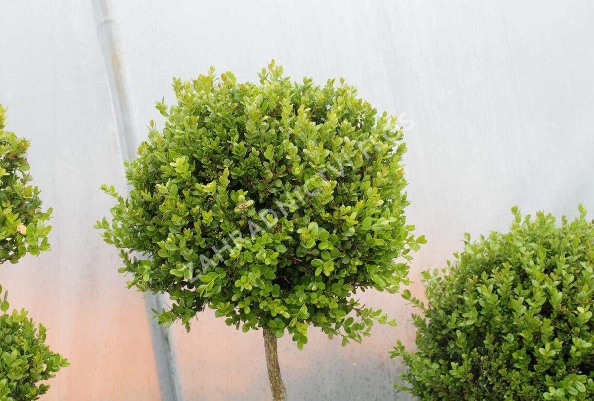 Zimostráz malolistý 'Faulkner' - 1 koule na kmínku - Buxus microphylla 'Faulkner' - 1 koule na kmínku