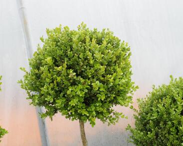 Zimostráz malolistý 'Faulkner' - 1 koule na kmínku