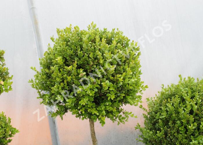 Zimostráz obecný 'Faulkner' - 1 koule na kmínku - Buxus microphylla 'Faulkner' - 1 koule na kmínku