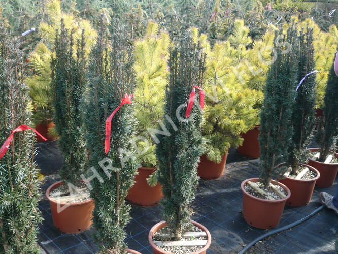 Tis červený 'Fastigiata Robusta' - Taxus baccata 'Fastigiata Robusta'