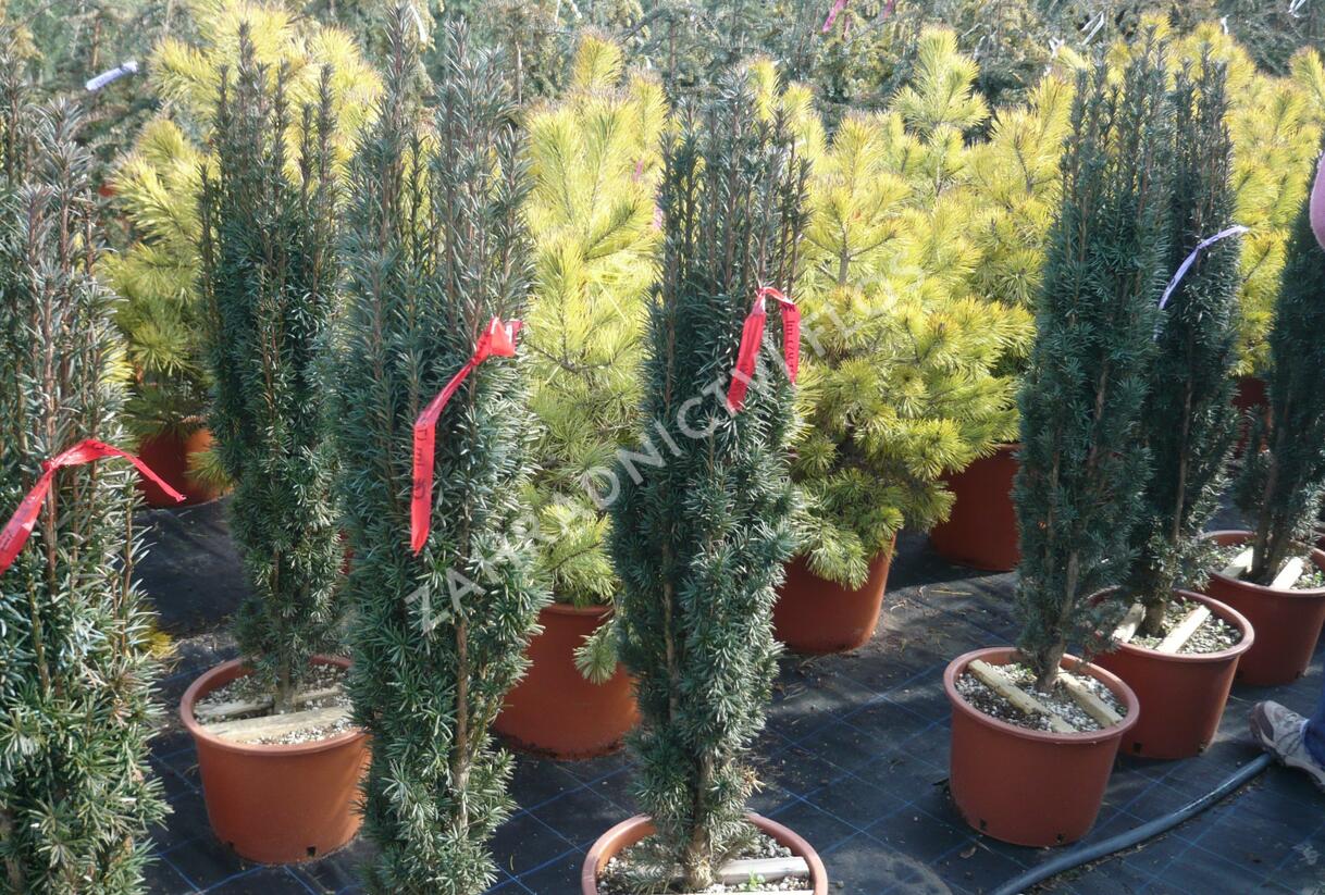 Tis červený 'Fastigiata Robusta' - Taxus baccata 'Fastigiata Robusta'