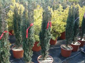Tis červený 'Fastigiata Robusta' - Taxus baccata 'Fastigiata Robusta'