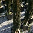 Tis červený 'Fastigiata Robusta' - Taxus baccata 'Fastigiata Robusta'