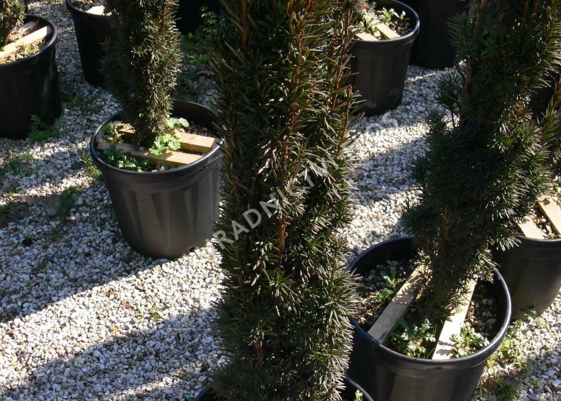 Tis červený 'Fastigiata Robusta' - Taxus baccata 'Fastigiata Robusta'
