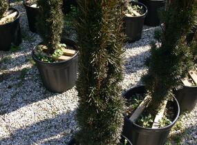 Tis červený 'Fastigiata Robusta' - Taxus baccata 'Fastigiata Robusta'