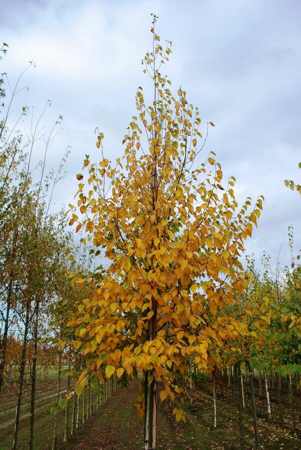 Bříza papírovitá - Betula papyrifera