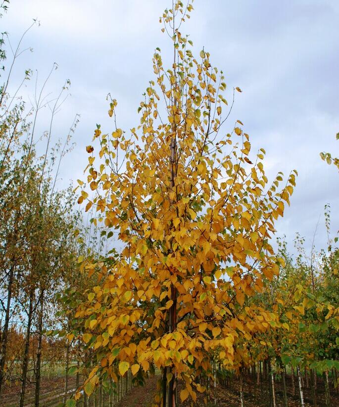 Bříza papírovitá - Betula papyrifera