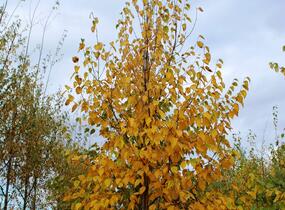 Bříza papírovitá - Betula papyrifera