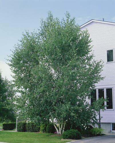 Bříza papírovitá - Betula papyrifera