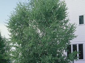 Bříza papírovitá - Betula papyrifera