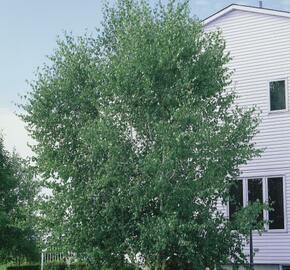 Bříza papírovitá - Betula papyrifera