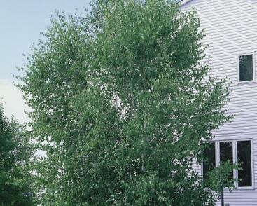 Bříza papírovitá