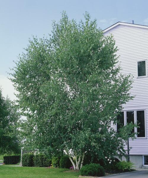 Bříza papírovitá - Betula papyrifera