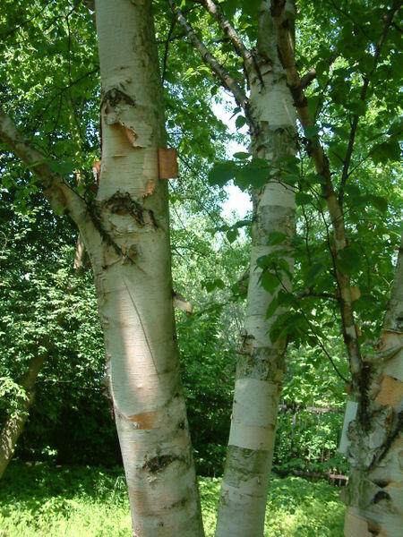 Bříza papírovitá - Betula papyrifera