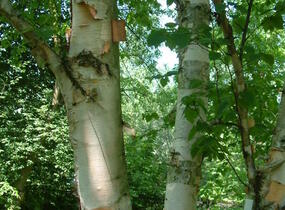 Bříza papírovitá - Betula papyrifera