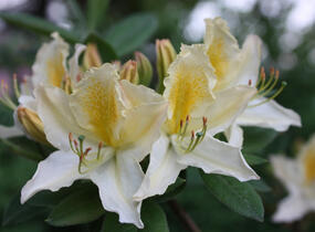 Pěnišník měkký 'Daviesii' - Azalea mollis 'Daviesii'